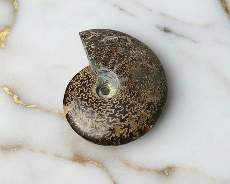 Ammoniten – Fossile Meisterwerke für Schmuck, Deko & Sammlung