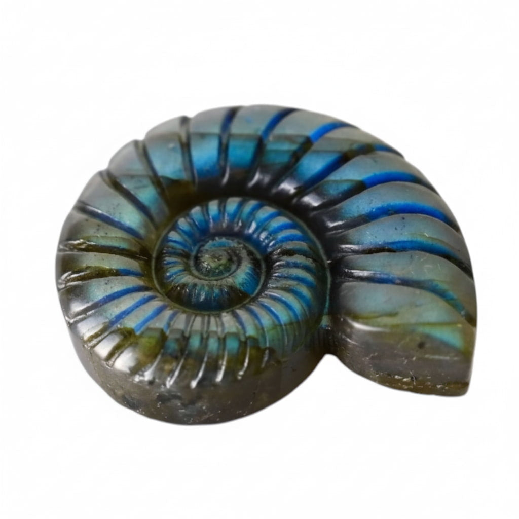 Labradorit Nautilus – Verbindung von Natur & Eleganz CrystalScents