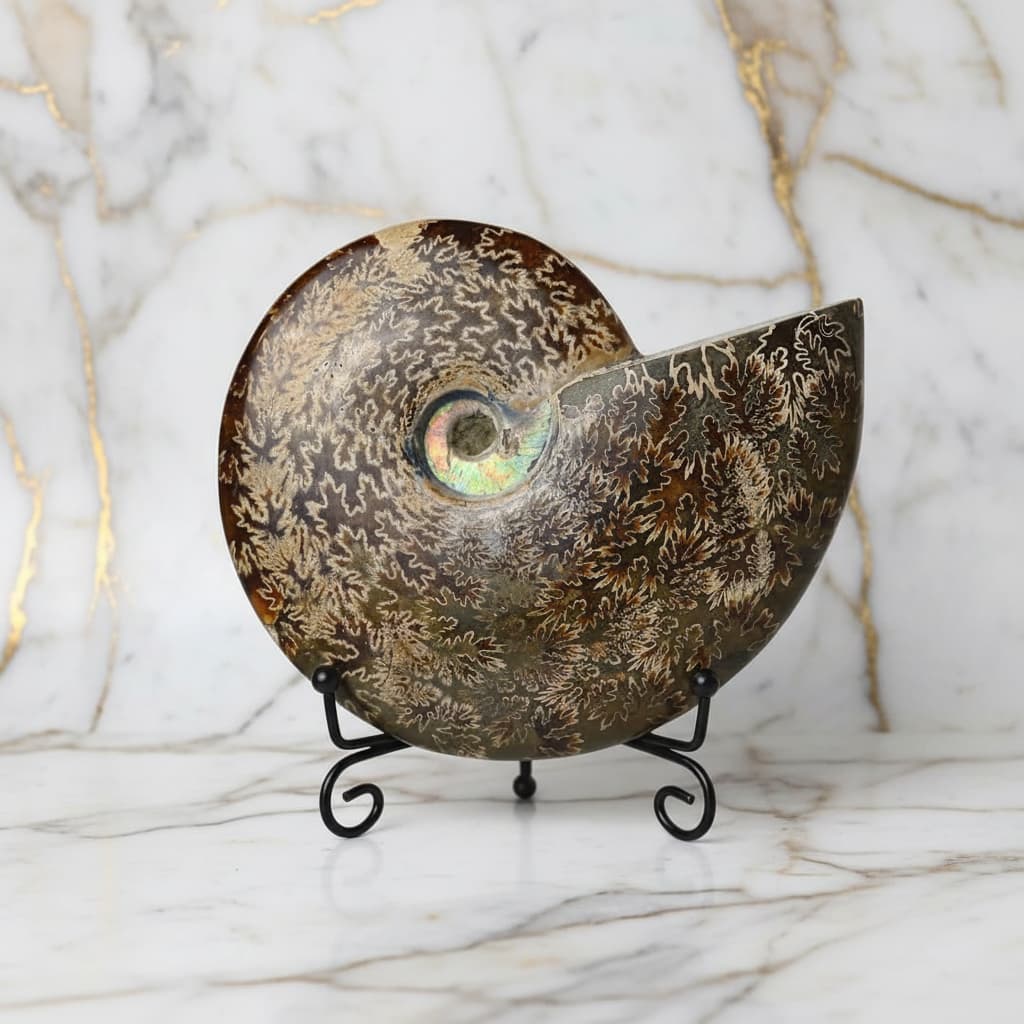 Ammonit mit Halterung - Fossiles Highlight CrystalScents