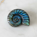 Labradorit Nautilus – Verbindung von Natur & Eleganz CrystalScents